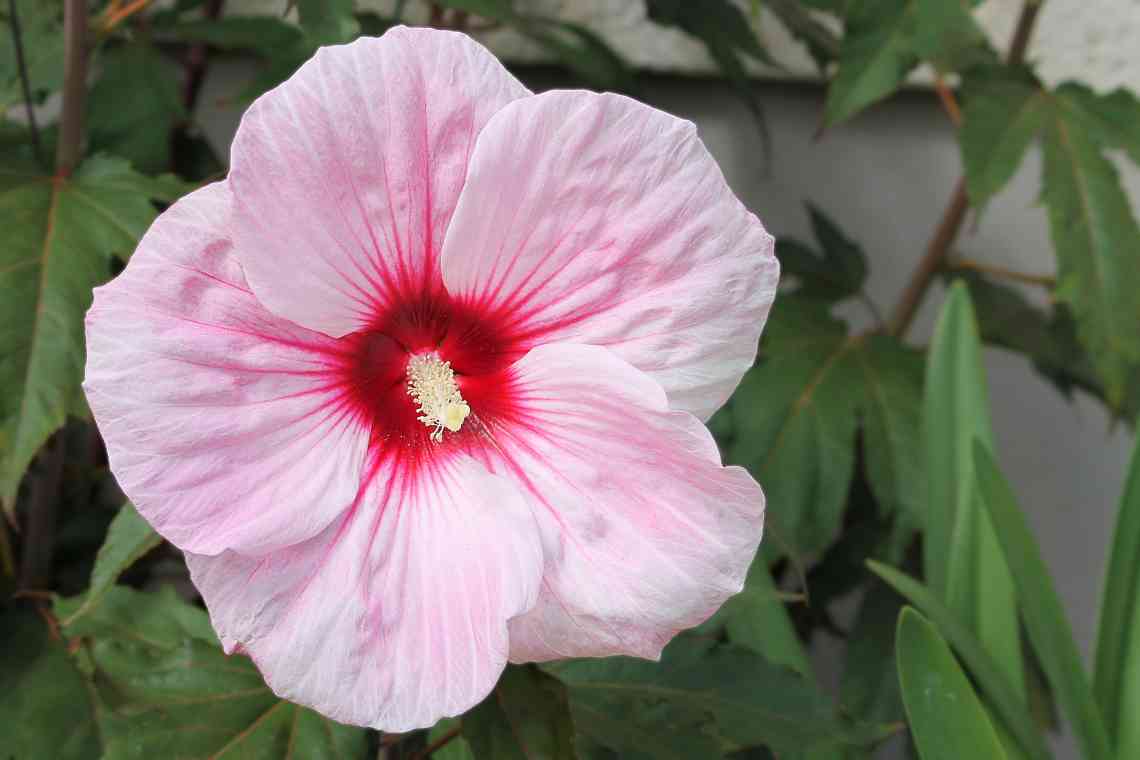 Вирощування гібіскусу садового - секрети рясного цвітіння