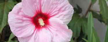 Вирощування гібіскусу садового - секрети рясного цвітіння