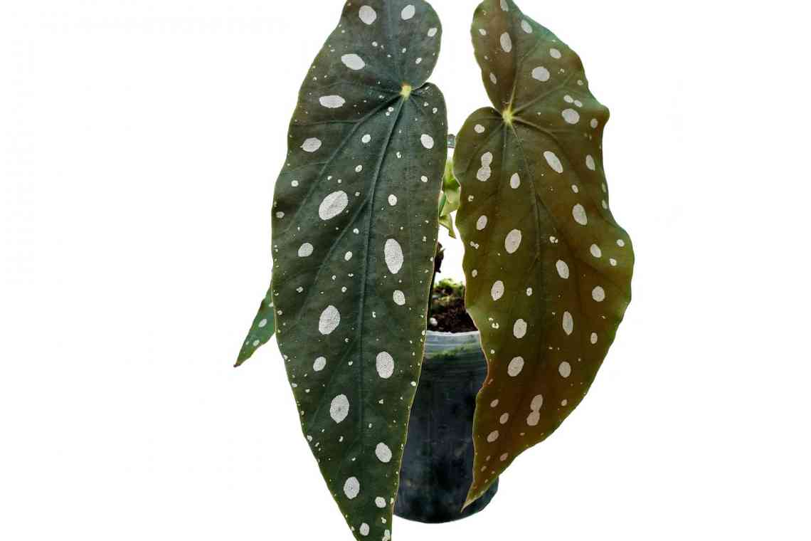 Бегонія плямиста begonia maculata