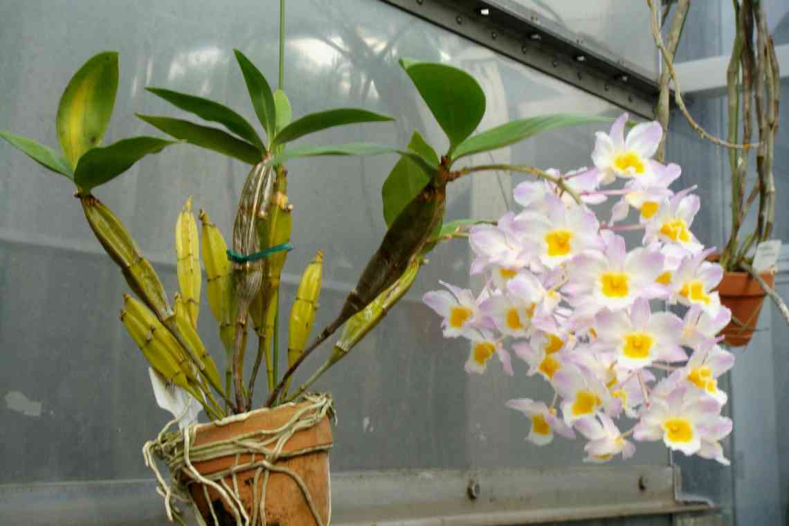 Дендробіум нобіле відцвів: що робити з орхідеєю далі