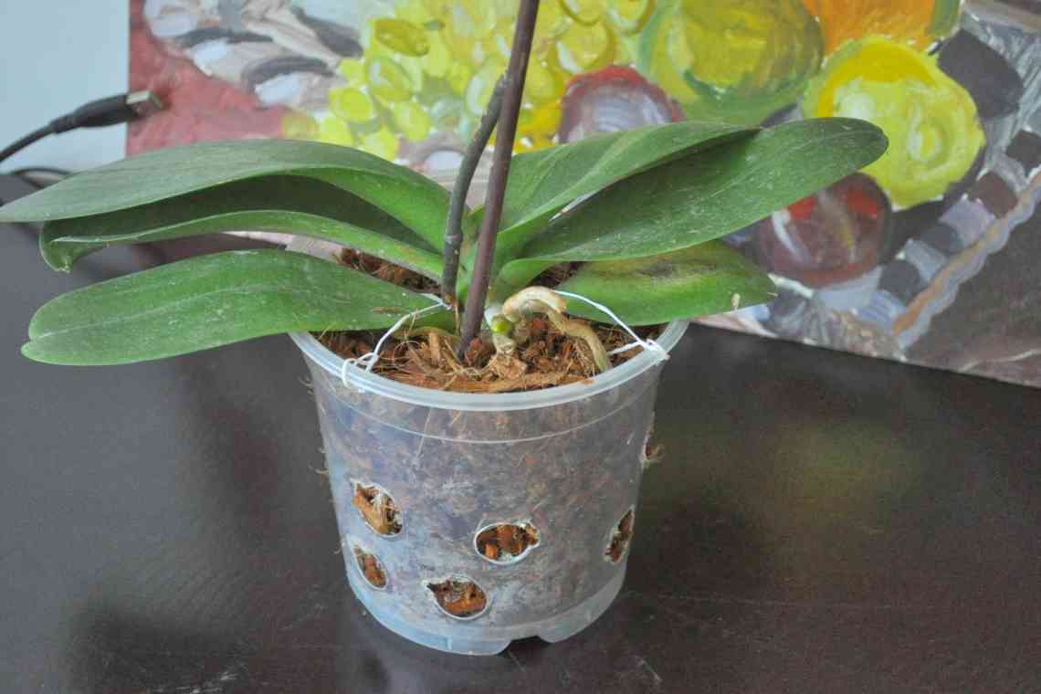 Коли пересаджувати орхідею фаленопсис: терміни та особливості процедури