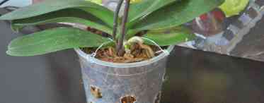 Коли пересаджувати орхідею фаленопсис: терміни та особливості процедури