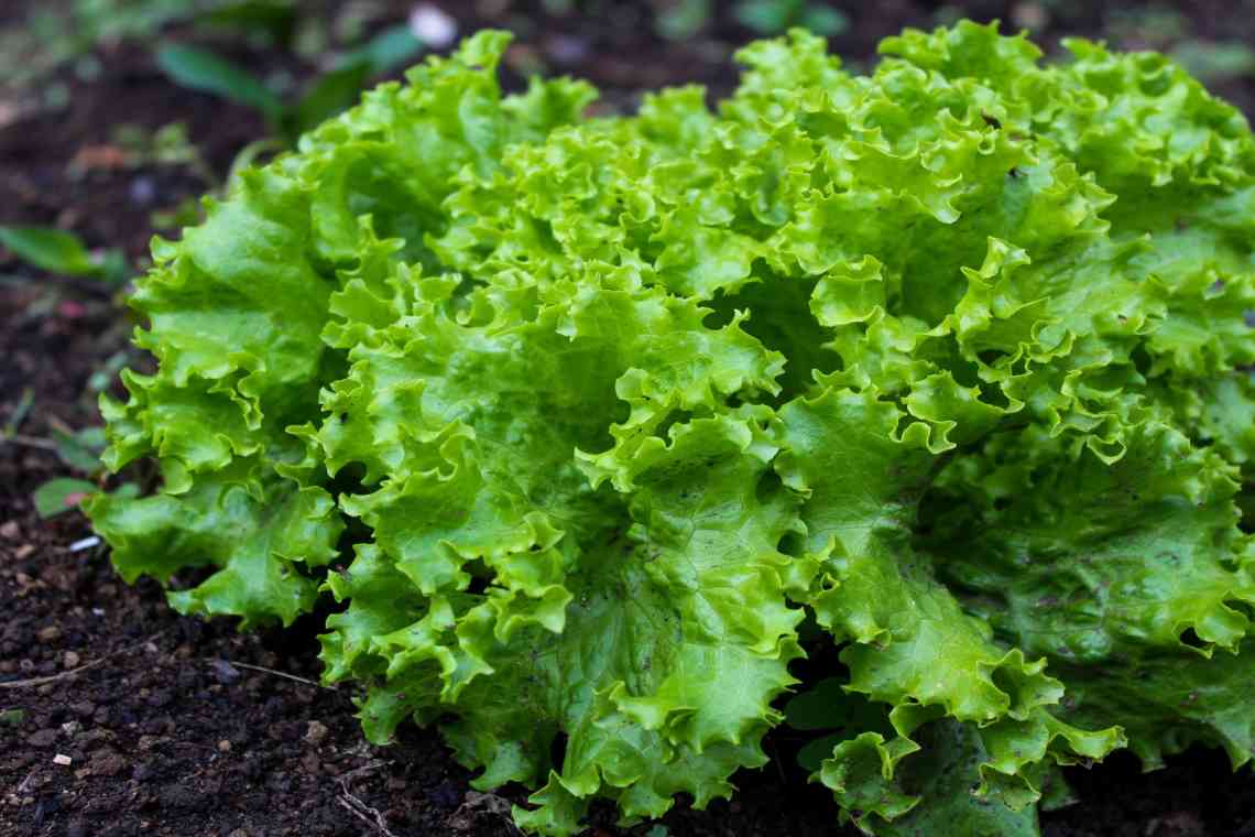Вирощування салату у відкритому ґрунті