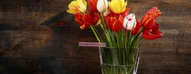 Продовжуємо життя букету тюльпанів у вазі