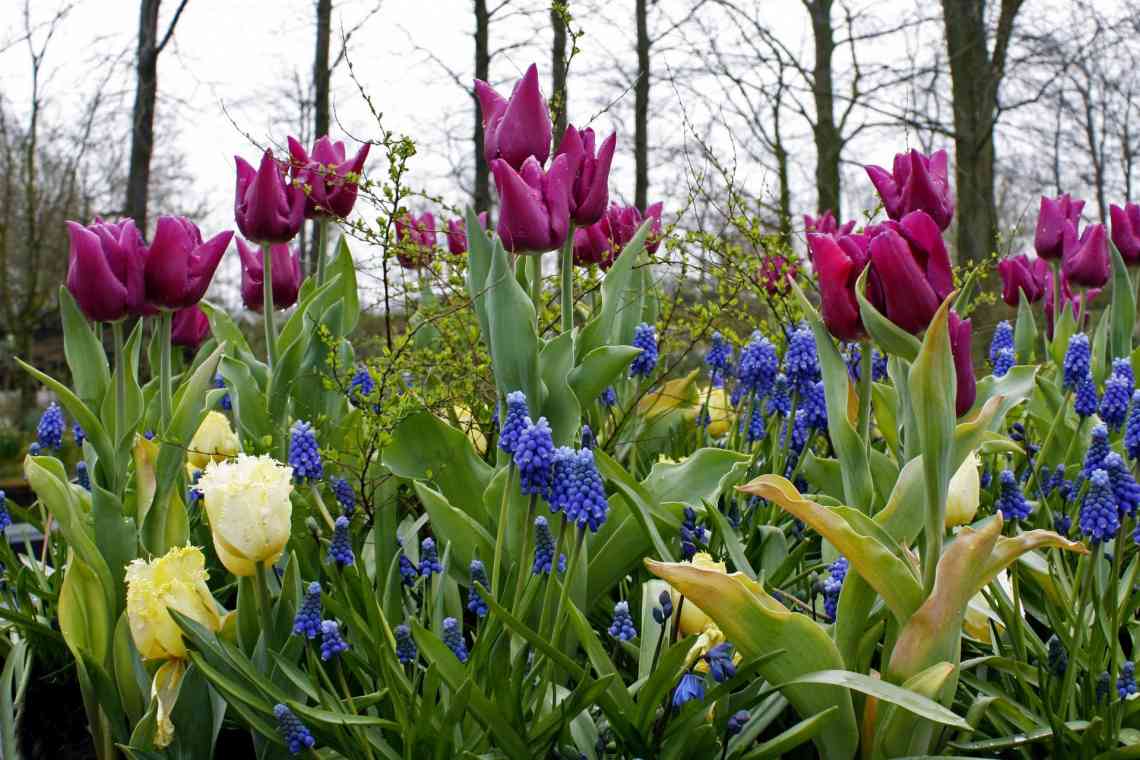 Тюльпани лілієцвітні - найбільш витончені весняні квіти