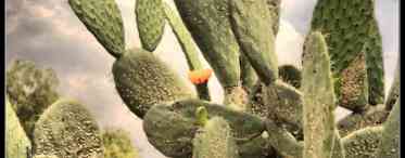Кактус-орхідея епіфіллум: який він?
