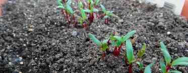 Посів базиліка у відкритий ґрунт навесні - коли можна сіяти насіння?