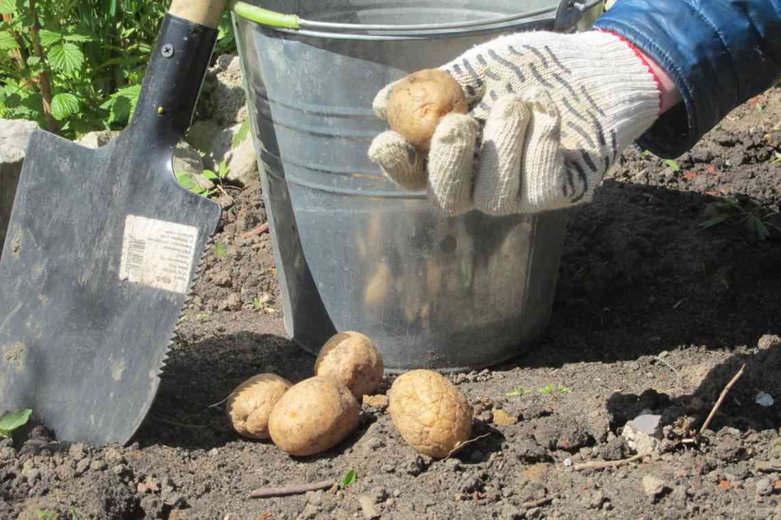 Садимо картоплю: яким способом краще