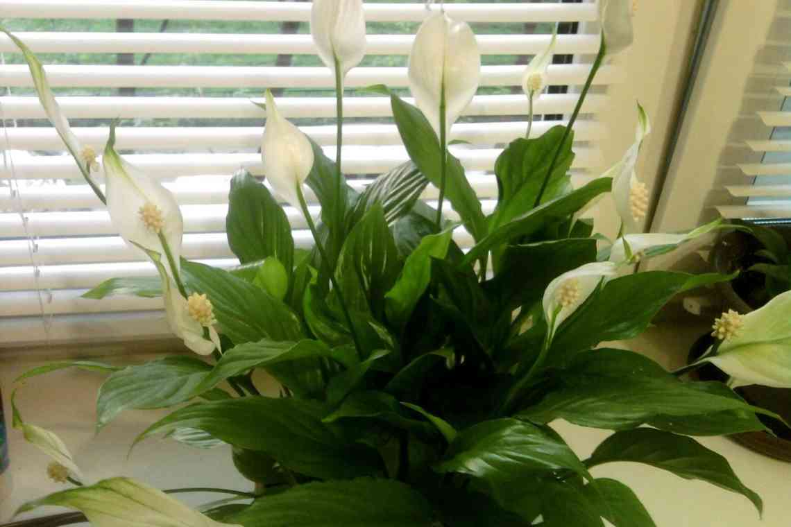 Як доглядати за квіткою жіноче щастя: створюємо ідеальні умови для цвітіння спатифіллуму