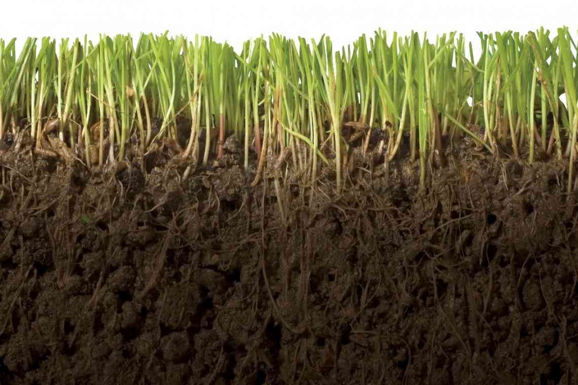 На якому ґрунті росте скиглити і як від нього позбутися