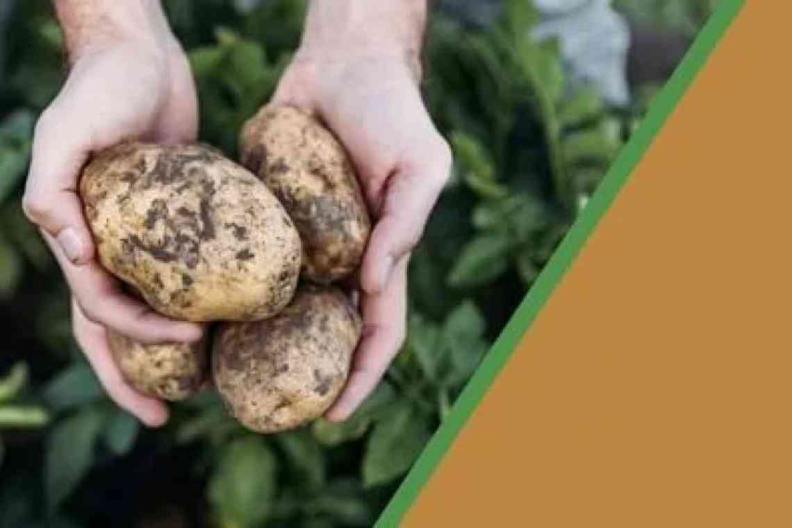 Дізнаємося як варити картоплю: особливості, способи та рекомендації