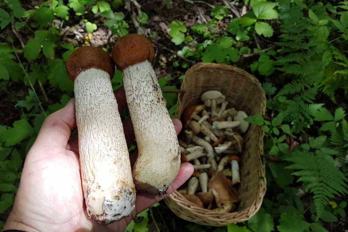 Білі гриби: як чистити в лісі і вдома?