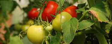 Догляд за помідорами в серпні