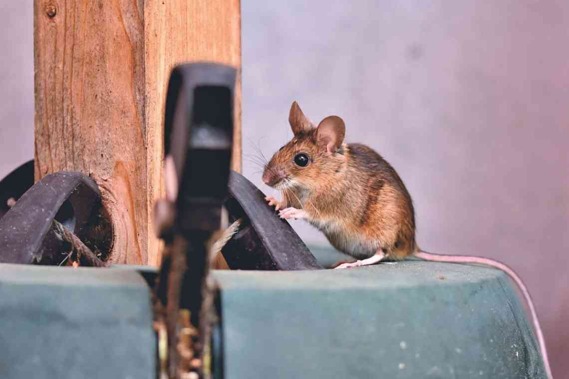 Як позбутися миші