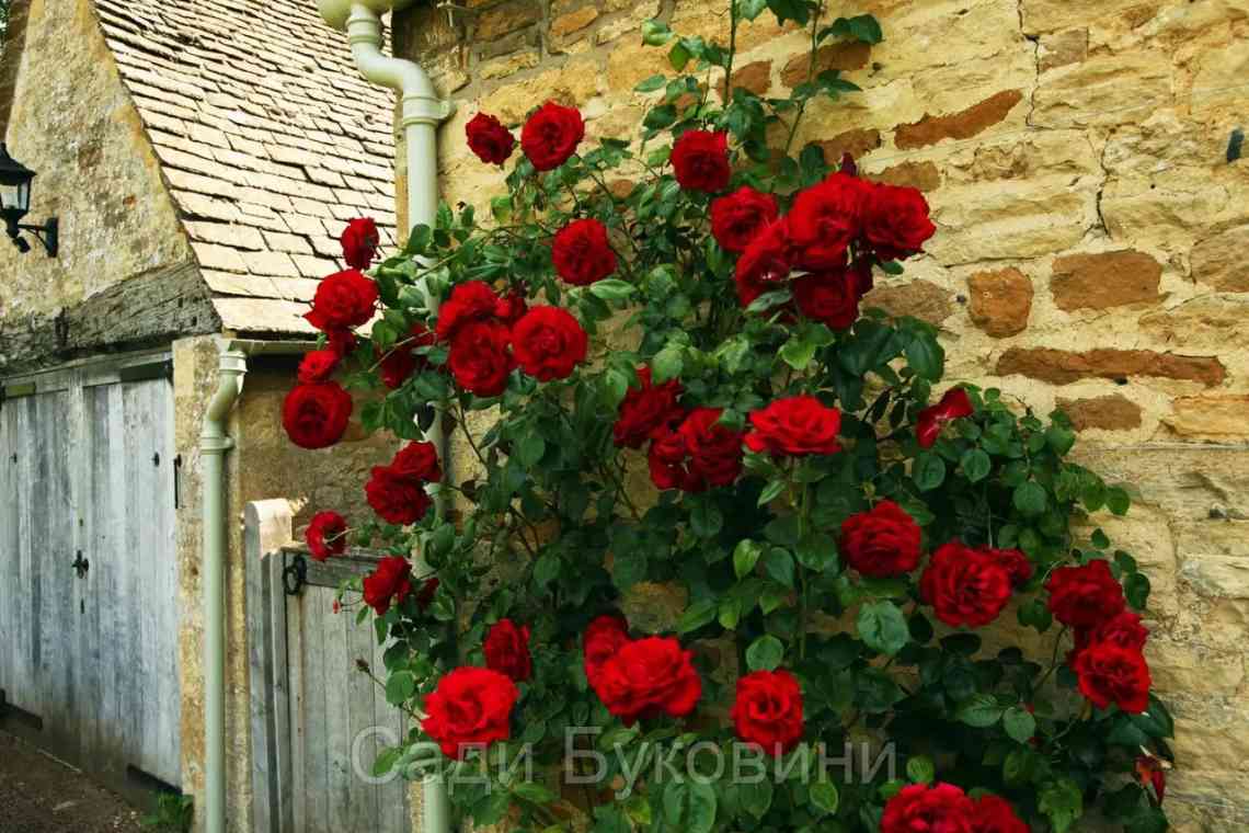 7 ідей для плетистих троянд