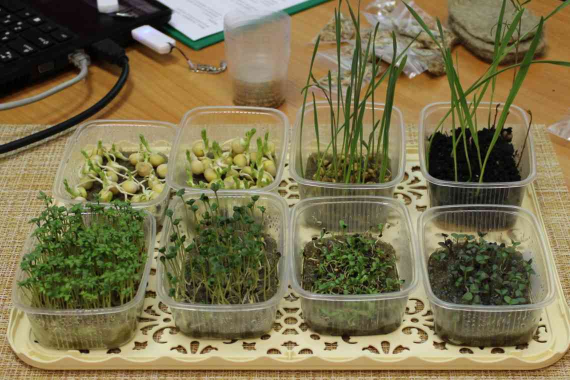 Мікрозелень: як виростити і використовувати