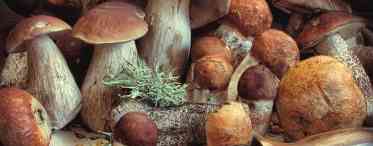 Цікаві факти про гриби