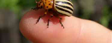 Як ефективно боротися з колорадським жуком