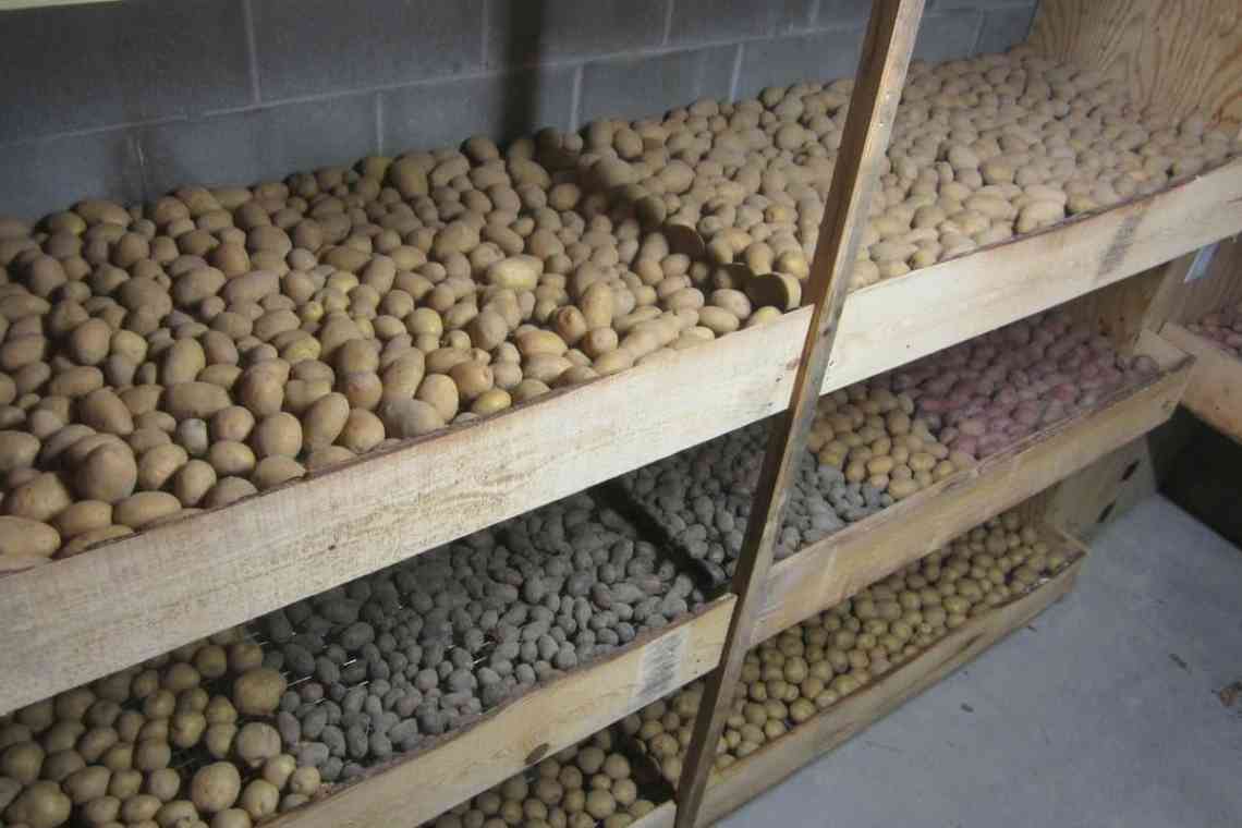 Помилки у зберіганні картоплі