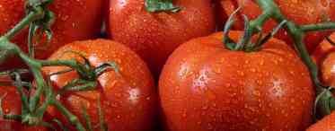 Поради овочівників для томатів. Частина 1