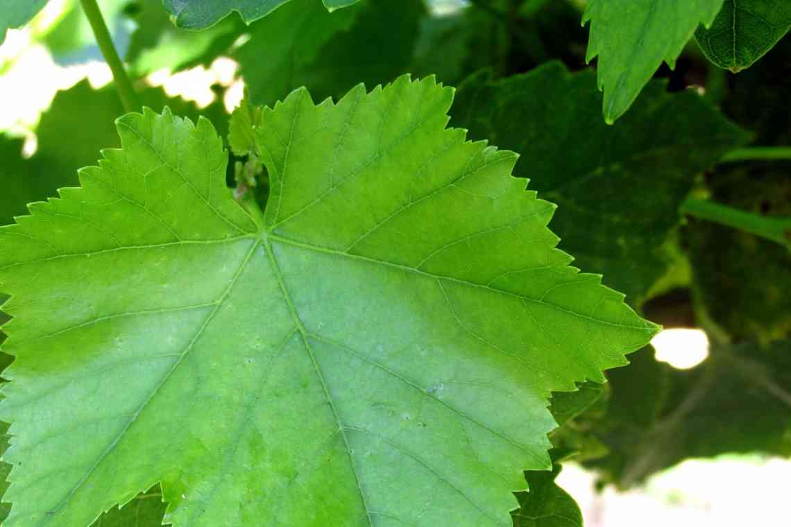 Чим корисні виноградні листки?