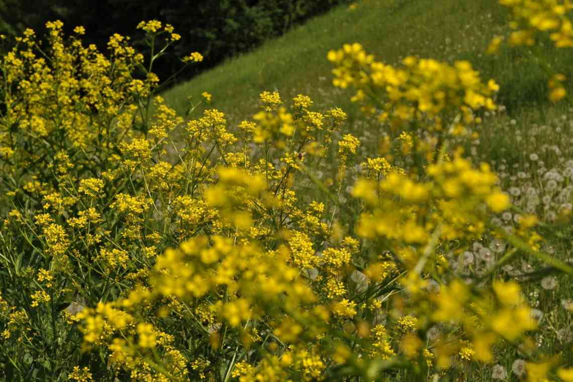 Лісові трави з жовтими квітками