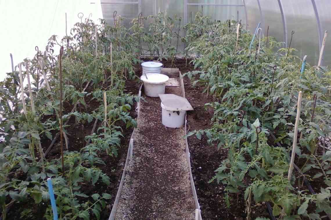 Висадка томатів у теплицю. Догляд за рослинами