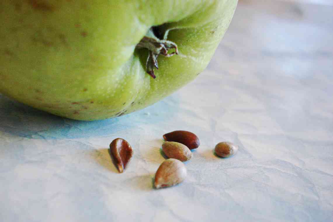 Чому корисно їсти насіння яблук?