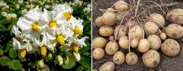 Чи варто обривати картопляні квітки?