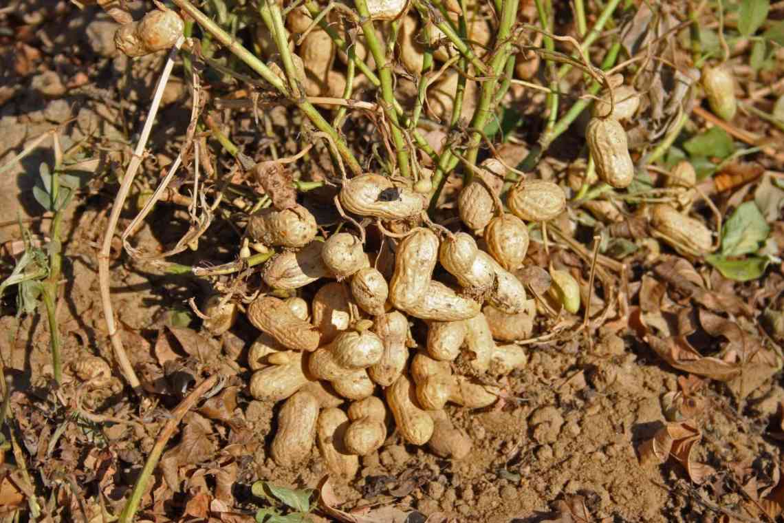 Вирощування арахісу на присадибній ділянці