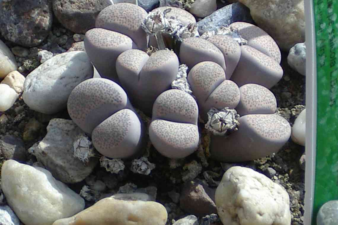 Літопси - дивовижні "живі камені" ". Частина 4