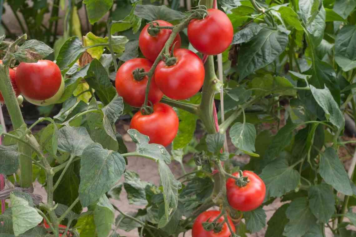 Варіанти використання томатної ботви