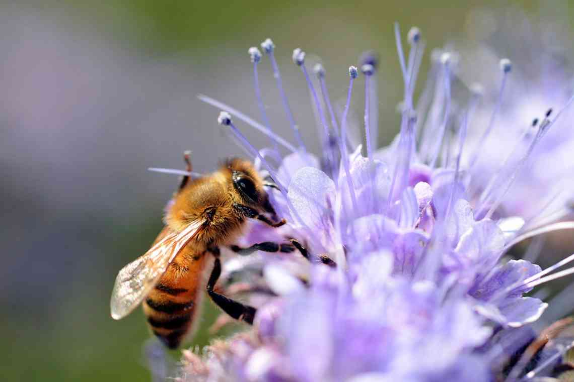 Фацелія - комора для бджіл і не тільки