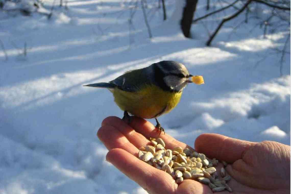 Чим підгодовувати птахів взимку?