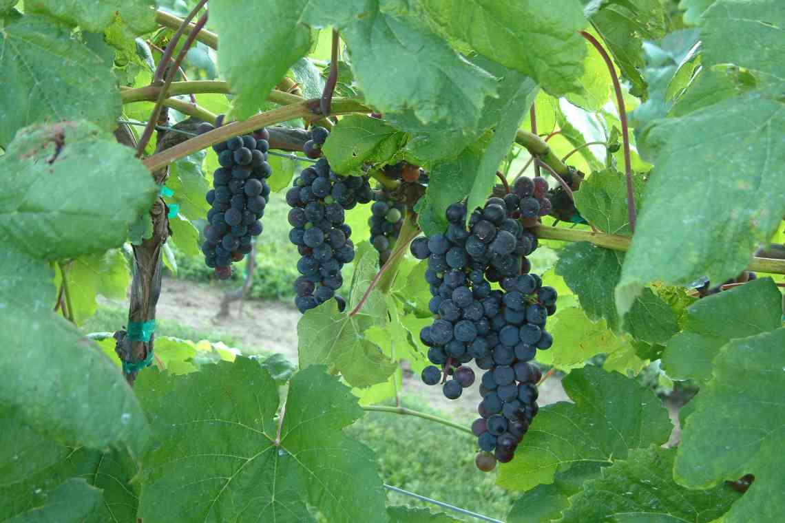 Селекція винограду для північних регіонів