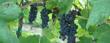 Селекція винограду для північних регіонів