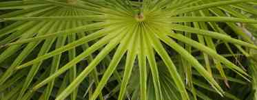 Хамеропс - пальма з віяловим листям