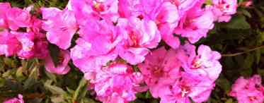 Годеція - миле чарівГодеція (Godetia) - одна з наймиліших садових квіток, яка трохи нагадує примхливу азалію. Однак вимог по догляду за годецией набагато менше. Названо рослину на честь найвідомішого швейцарського ботаніка Ц.Х. Годе і було завезено до нас