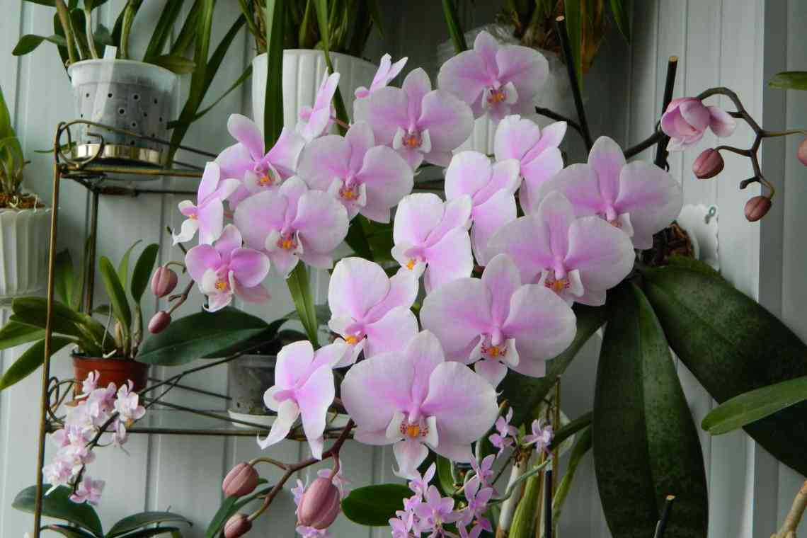 Види та сорти орхідеї