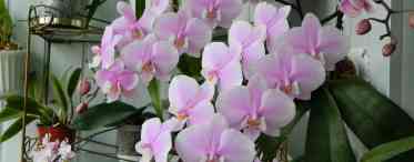 Види та сорти орхідеї