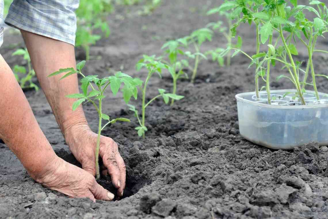 Готуємо насіння томатів до посіву