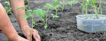 Готуємо насіння томатів до посіву