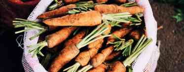 Як правильно зберігати моркву. Частина 2