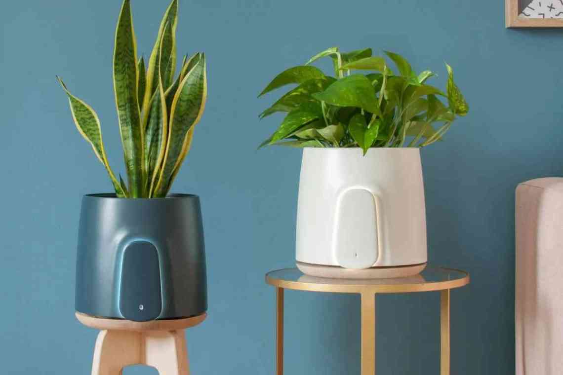 Кімнатні рослини для поліпшення повітря