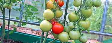 Чому помідори виростають з твердими прожилками