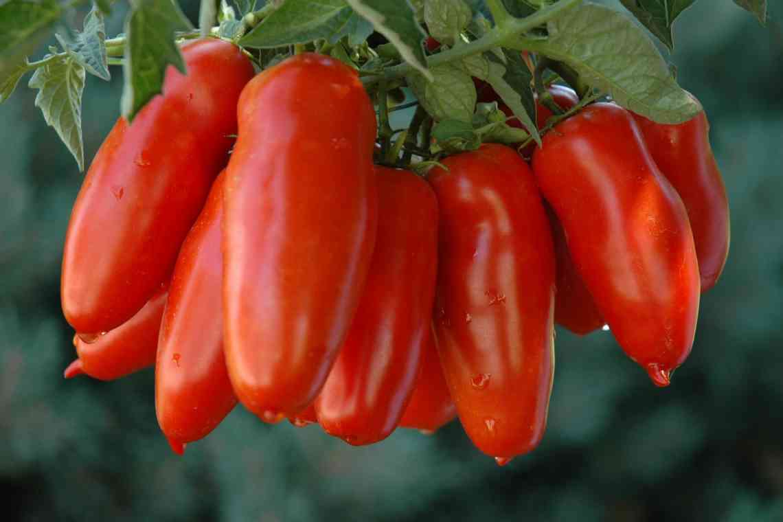 Чим гарний Перцівидний томат?