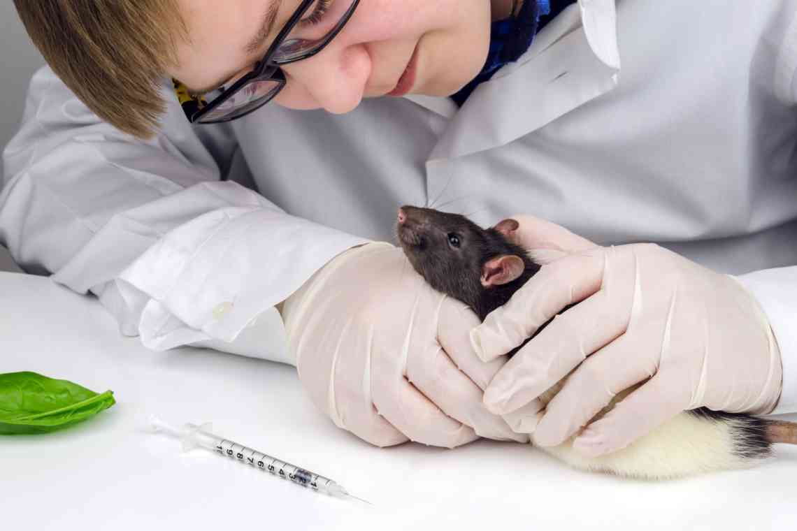 Як проводити зараження лабораторних тварин