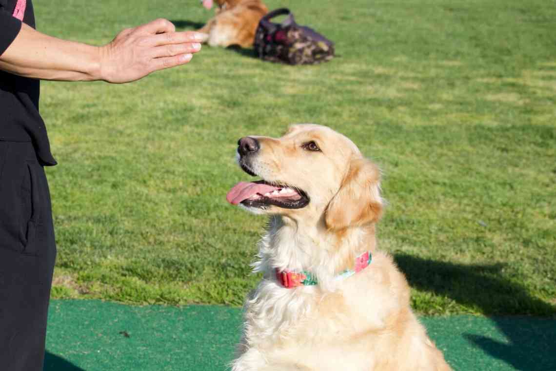 як навчити собаку захистити господаря