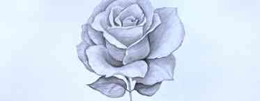 Як намалювати троянду?