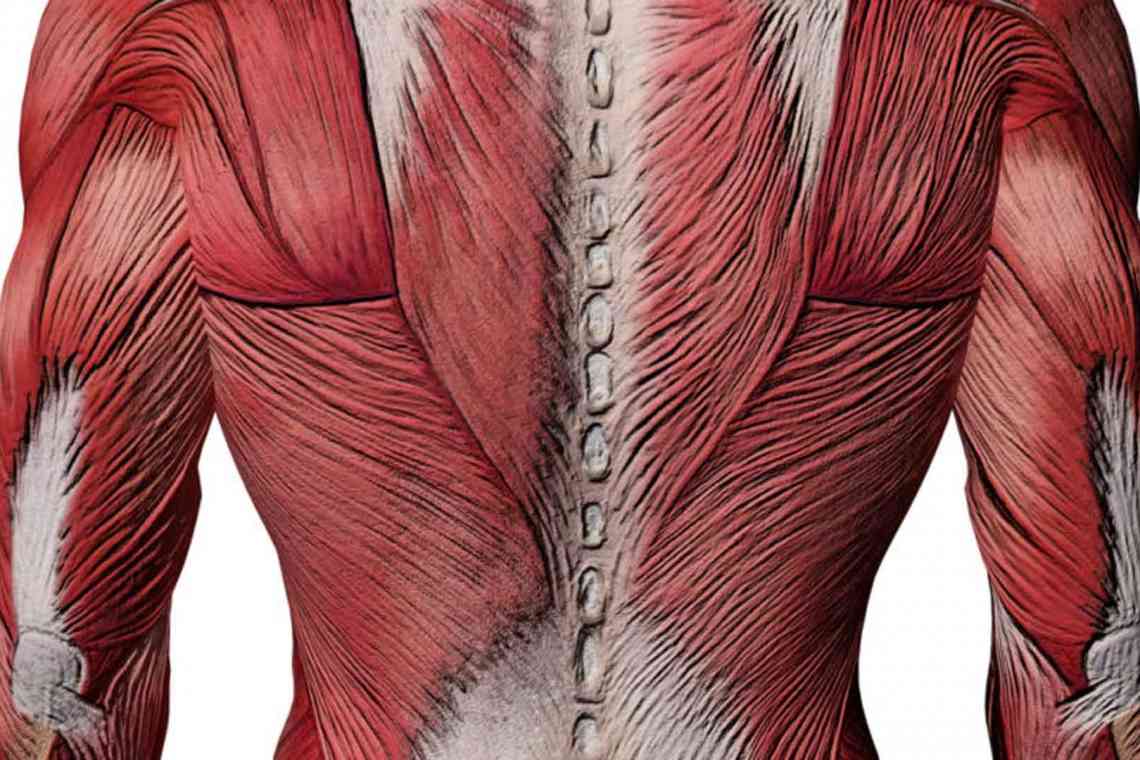 М'яз, що випрямляє хребет: особливості тренувань для хорошої постави